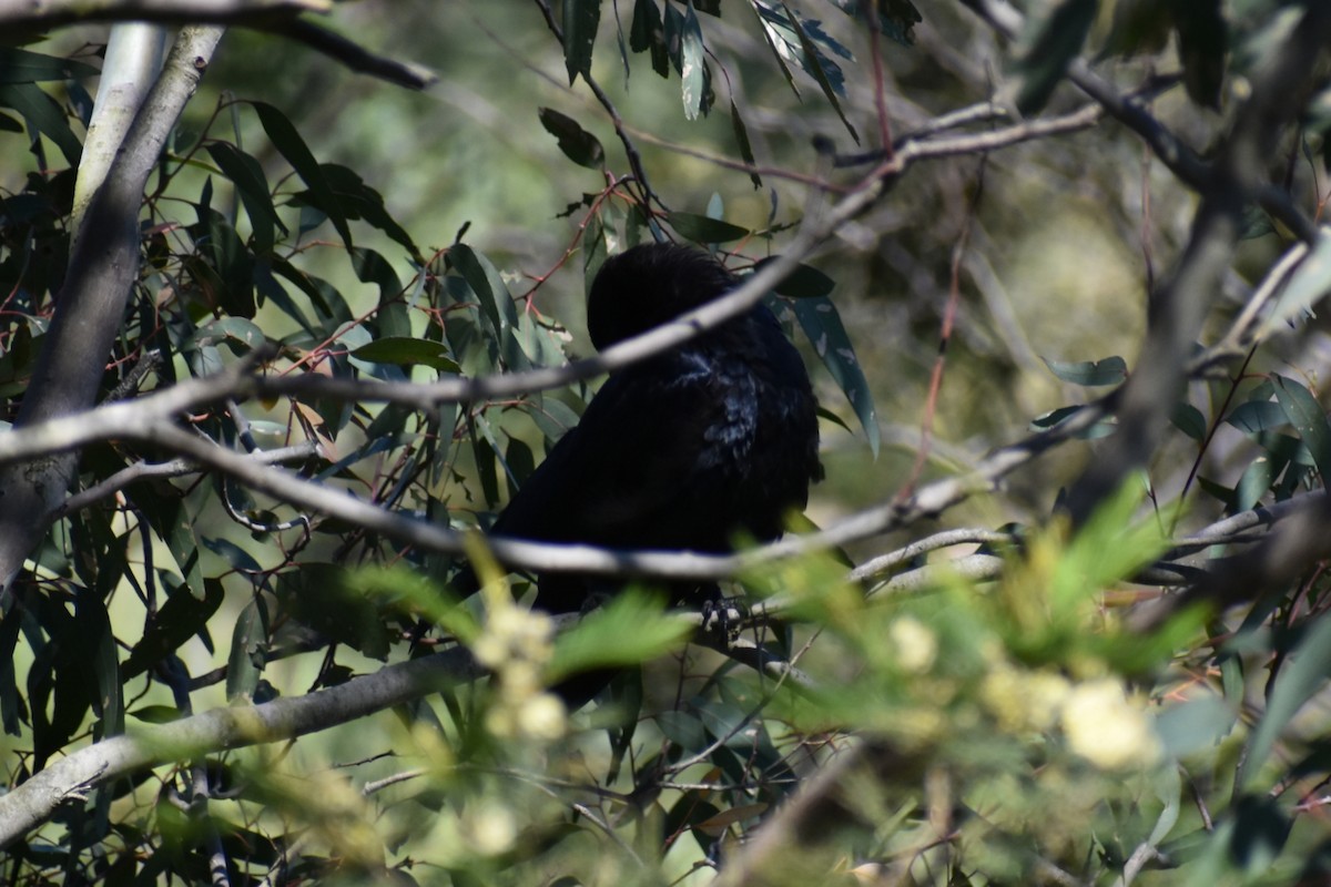 Little Raven - ML646305375