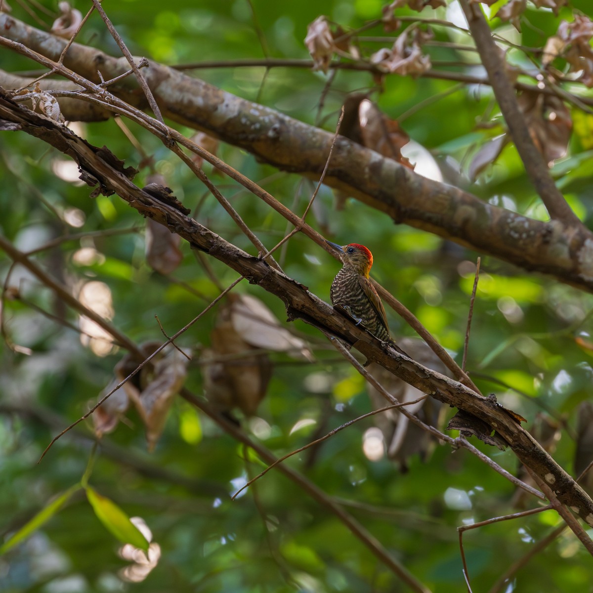 Red-stained Woodpecker - ML646305380