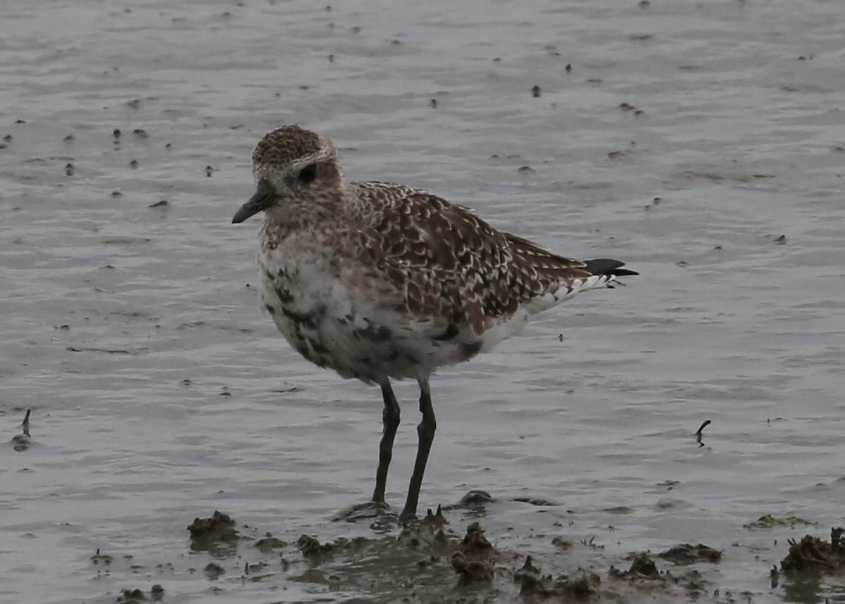 חופזי מנומר - ML646305383