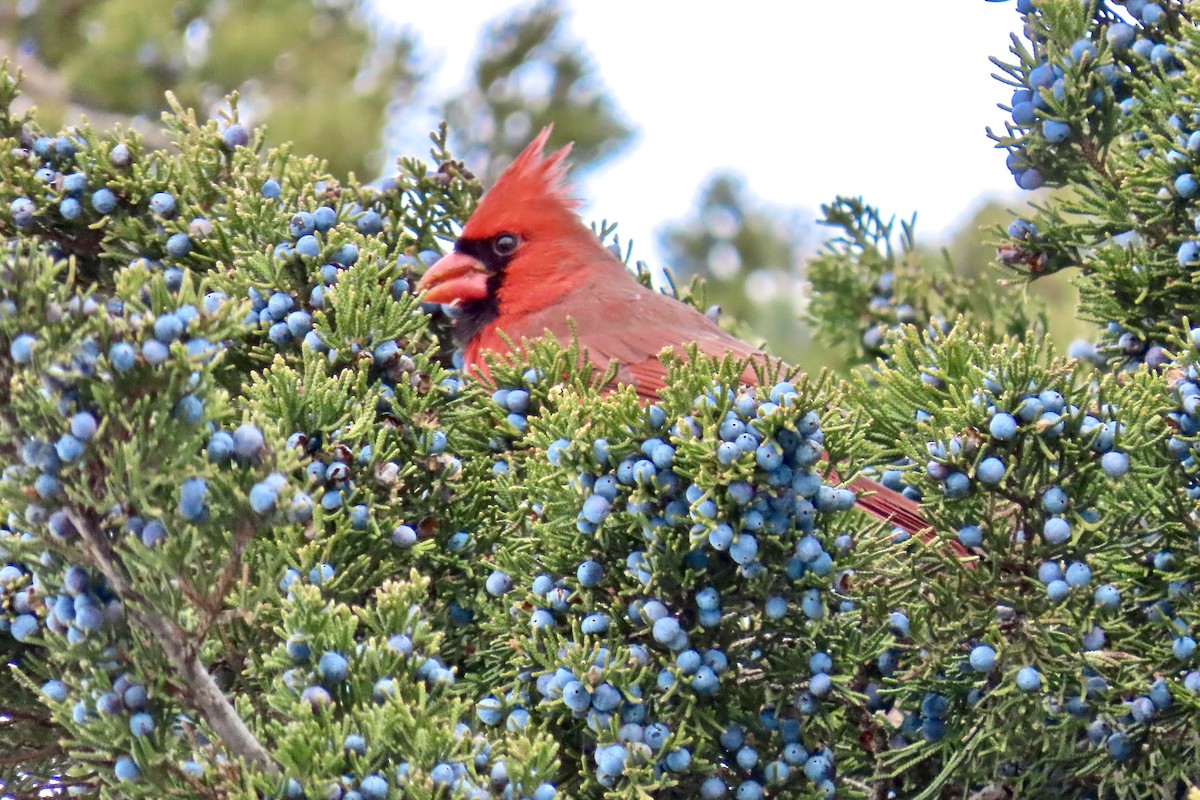 Northern Cardinal - ML646305384
