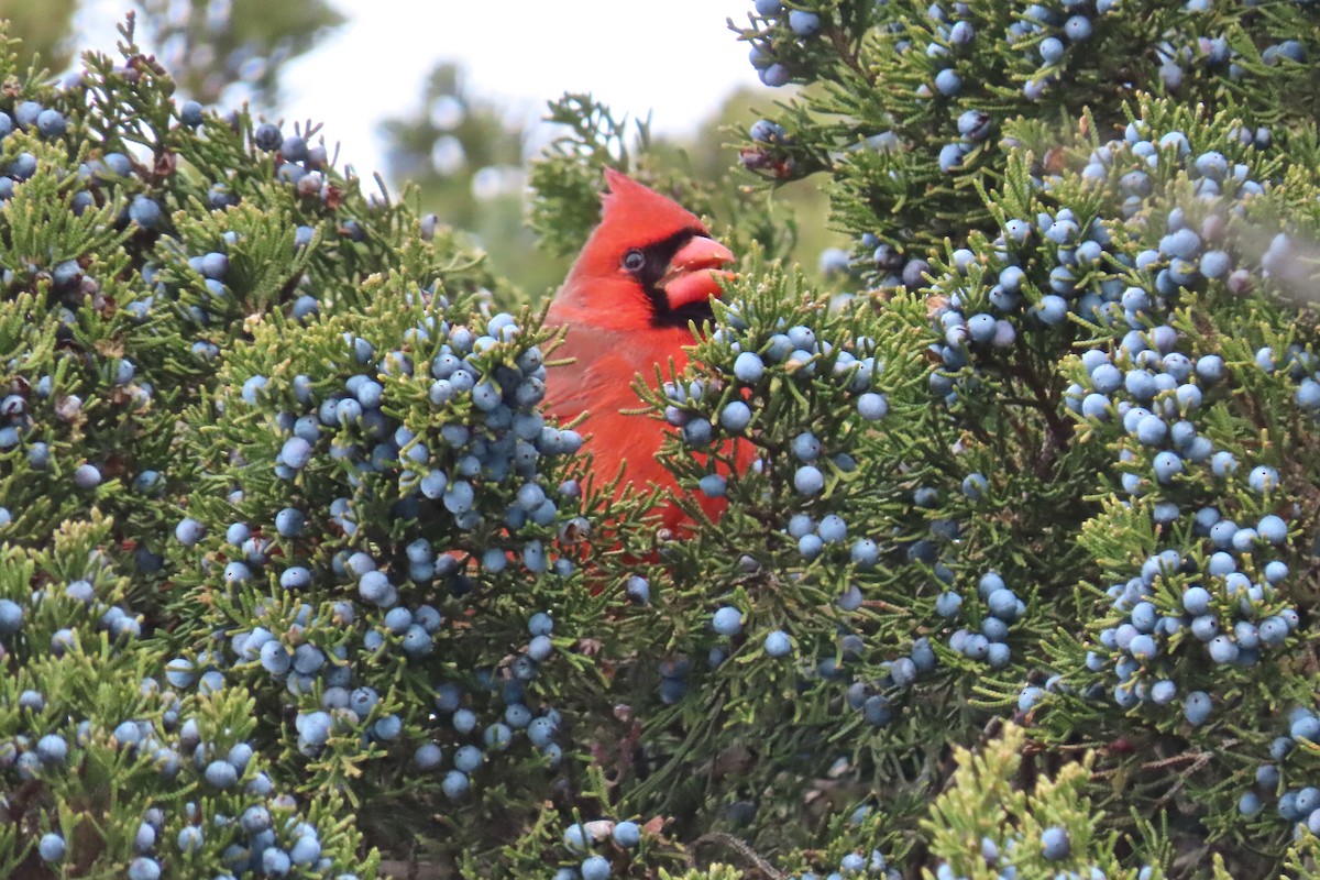 Northern Cardinal - ML646305385