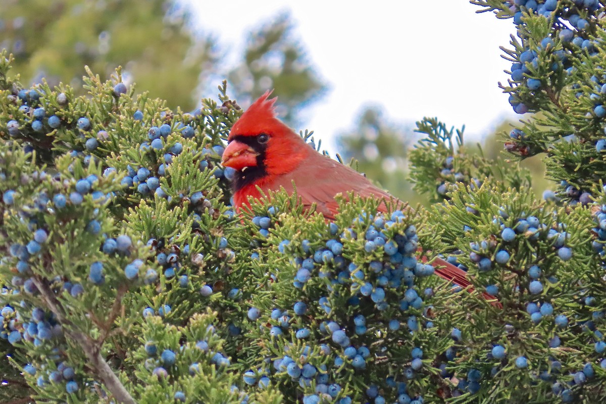 Northern Cardinal - ML646305386