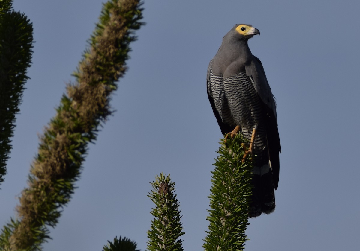 Madagascar Harrier-Hawk - ML646305390