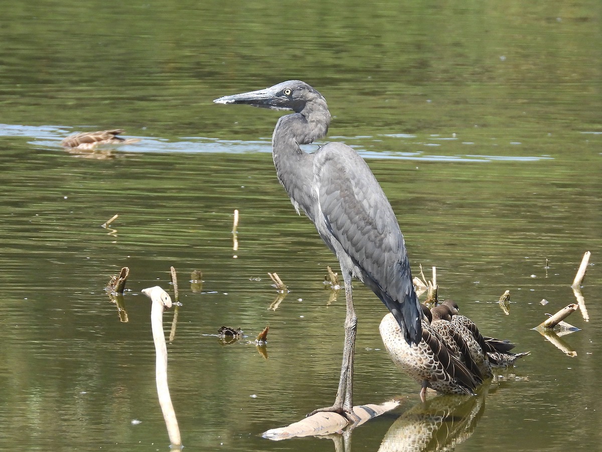 Humblot's Heron - ML646305396