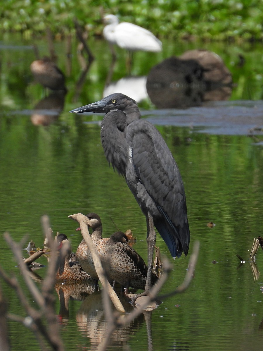 マダガスカルサギ - ML646305397