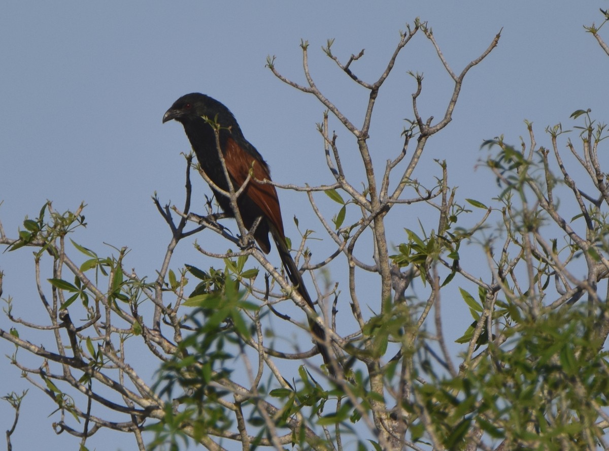 Malagasy Coucal - ML646305400