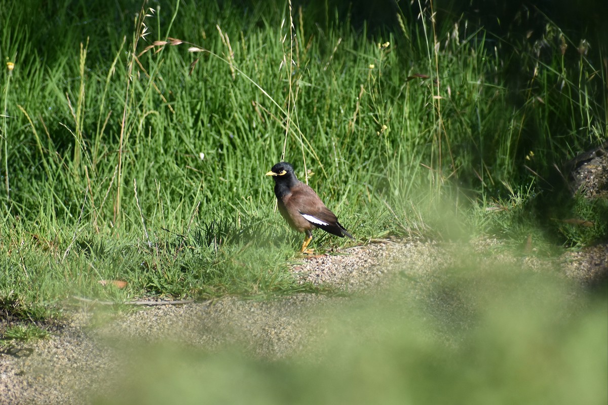 Common Myna - ML646305402