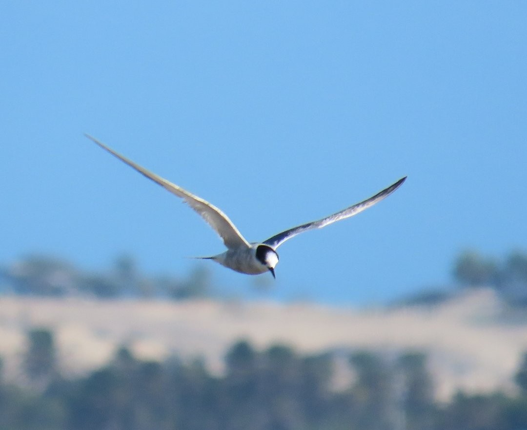 Roseate Tern - ML646305403