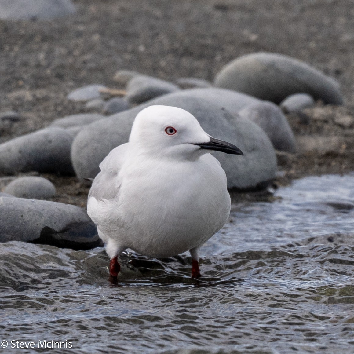 maorimåke - ML646305404