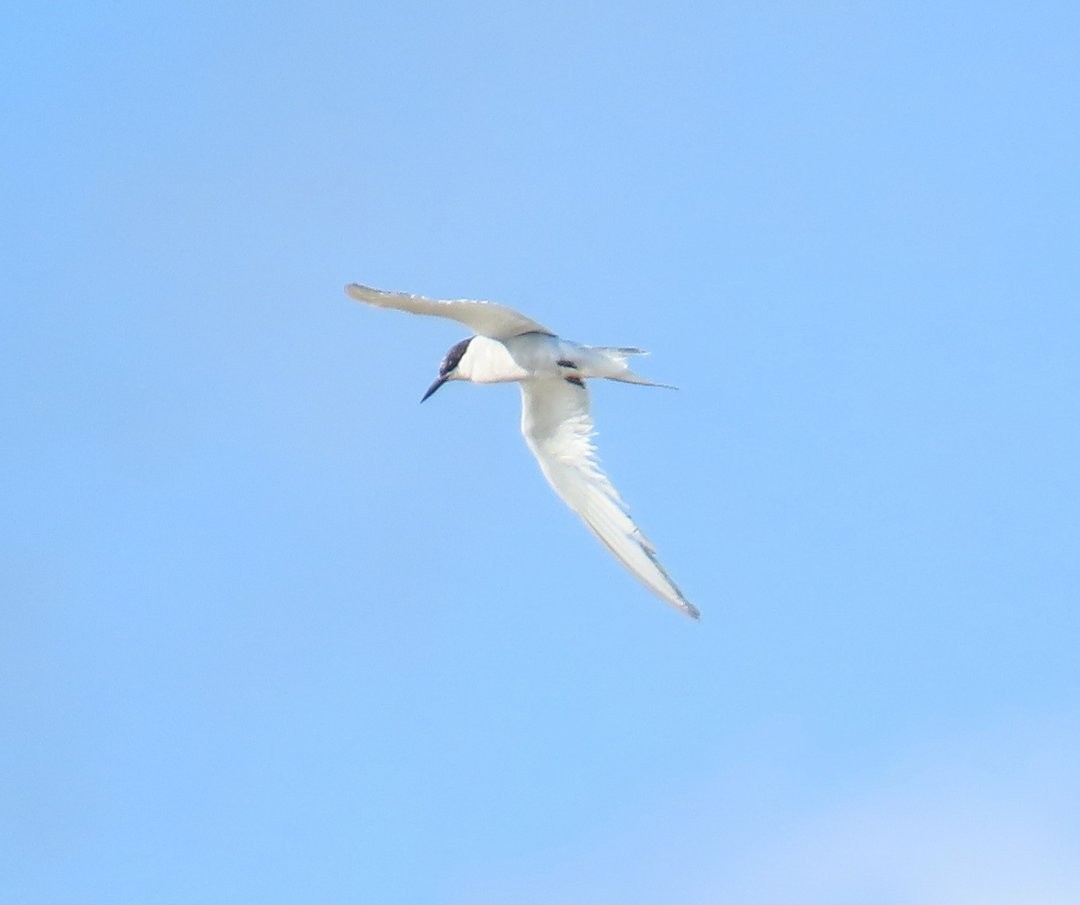 Roseate Tern - ML646305405
