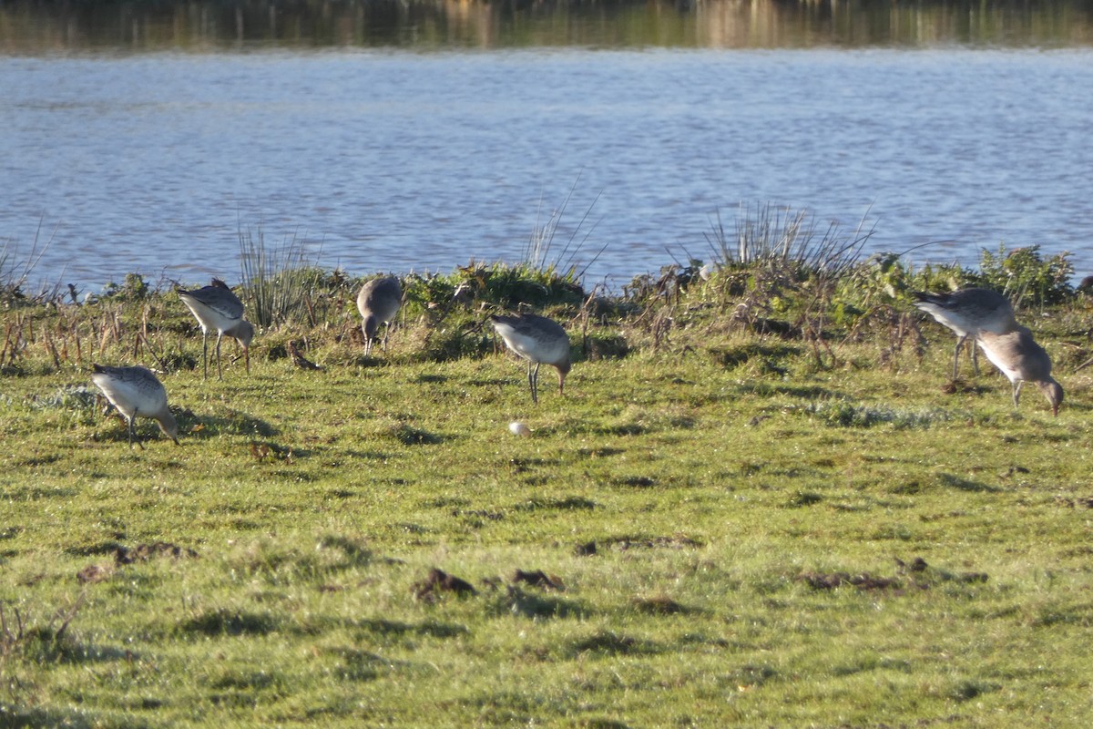 オグロシギ - ML646305406