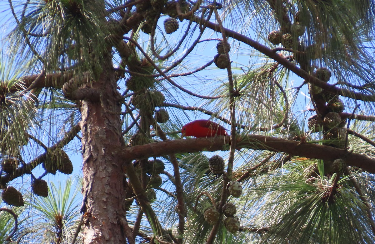 ナツフウキンチョウ - ML646305409