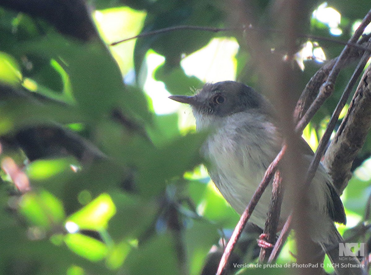 ギンバラコビトドリモドキ - ML646305410