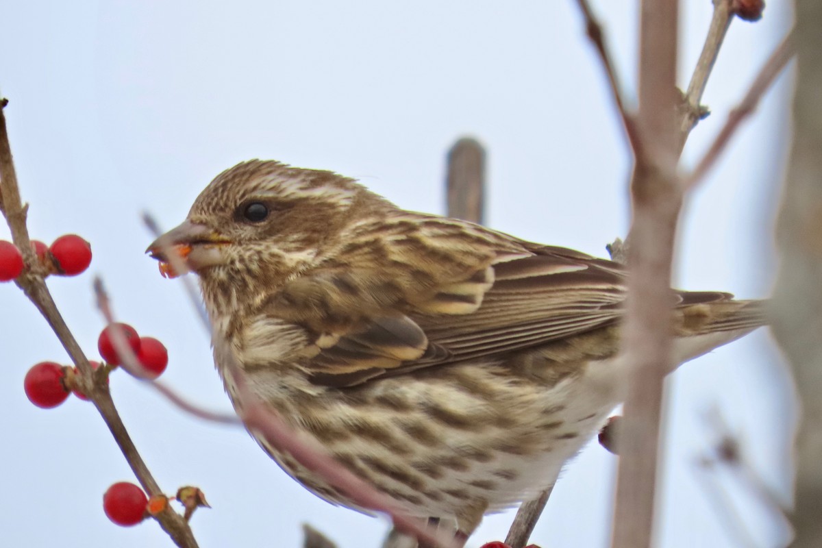 Purple Finch - ML646305411