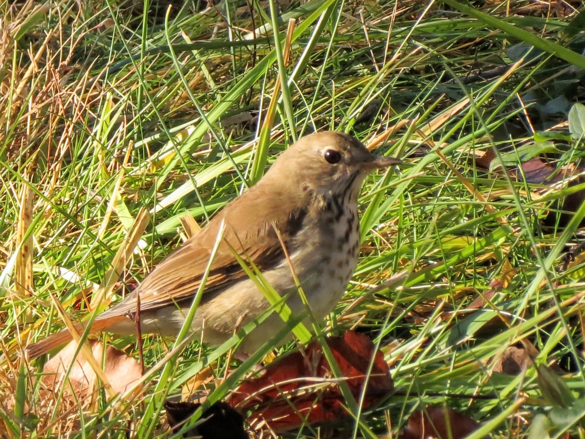 チャイロコツグミ - ML646305412