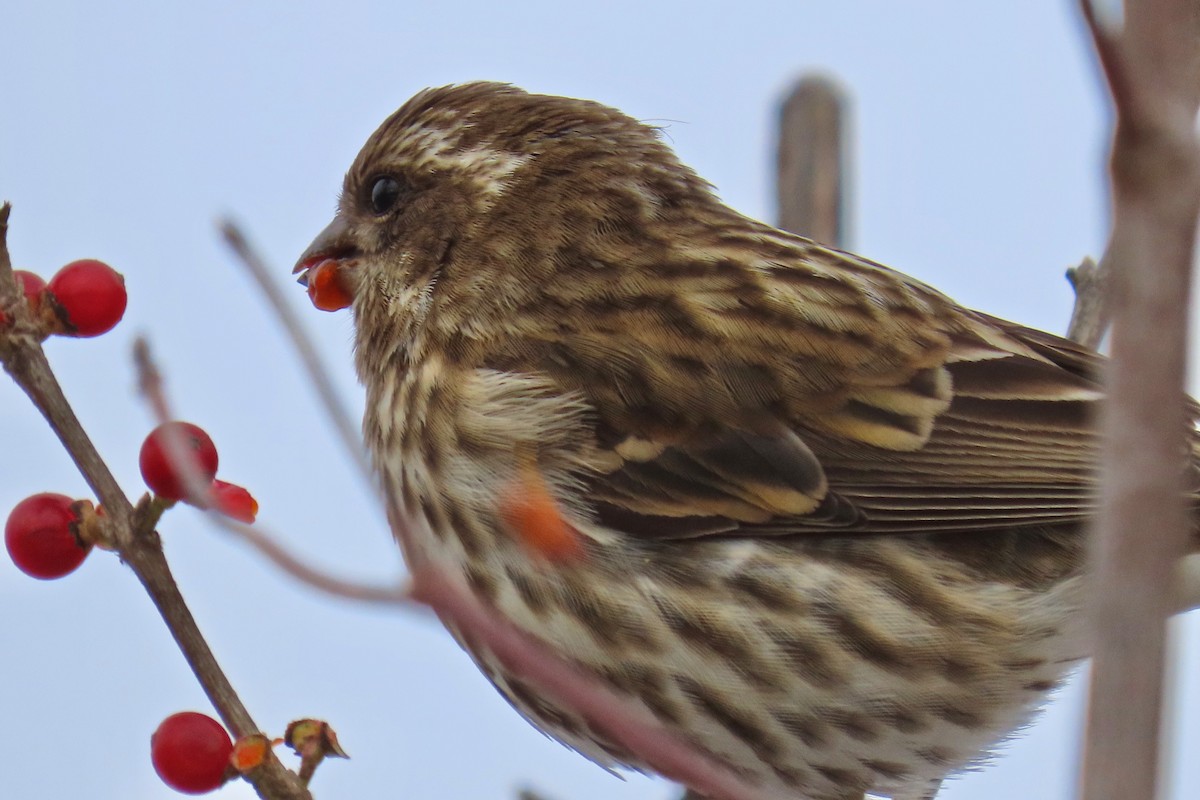 Purple Finch - ML646305413