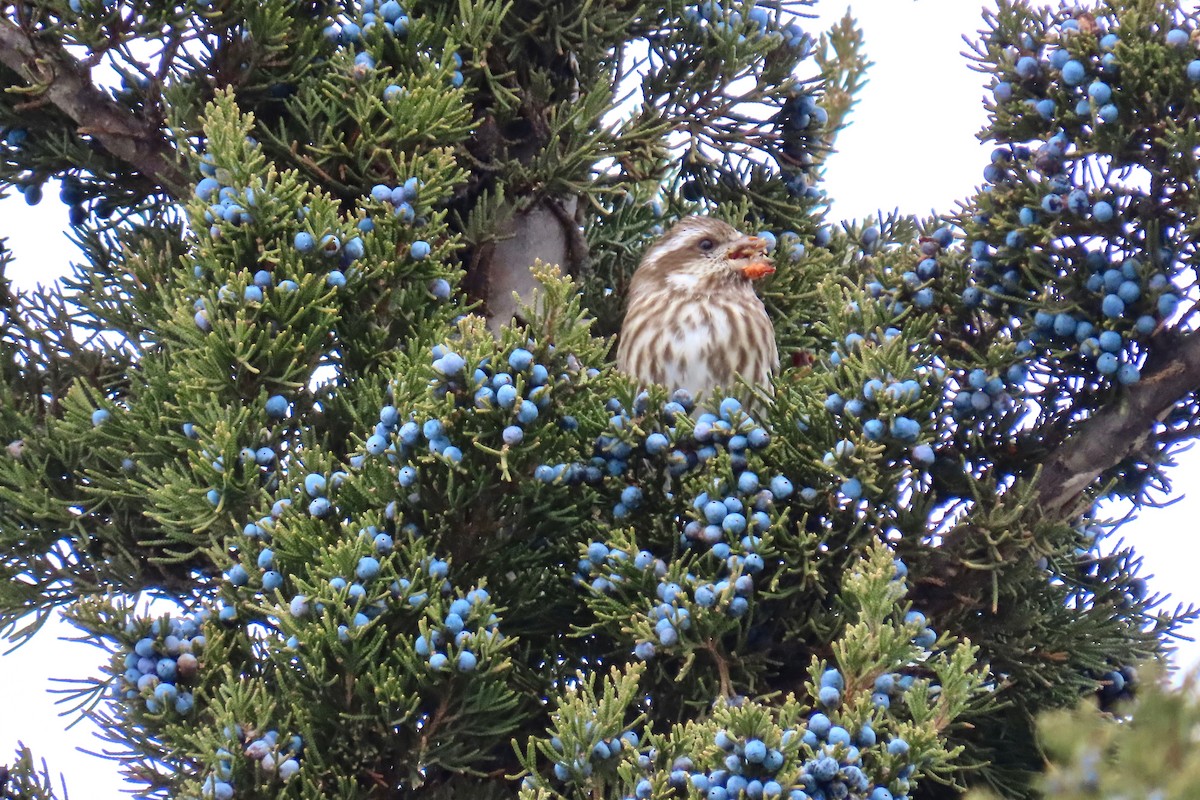 Purple Finch - ML646305414
