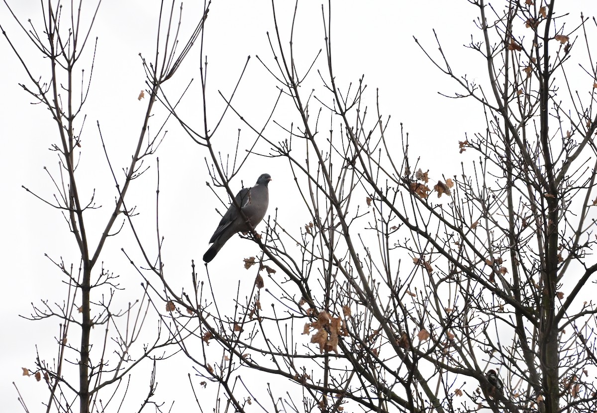 モリバト - ML646305415