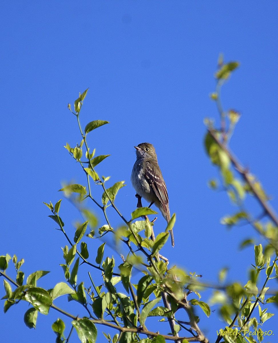 メジロシラギクタイランチョウ - ML646305416