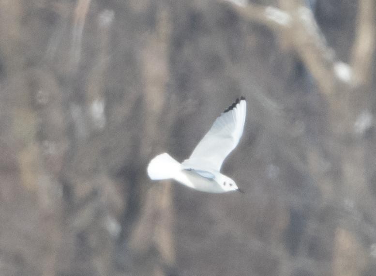 ボナパルトカモメ - ML646305417