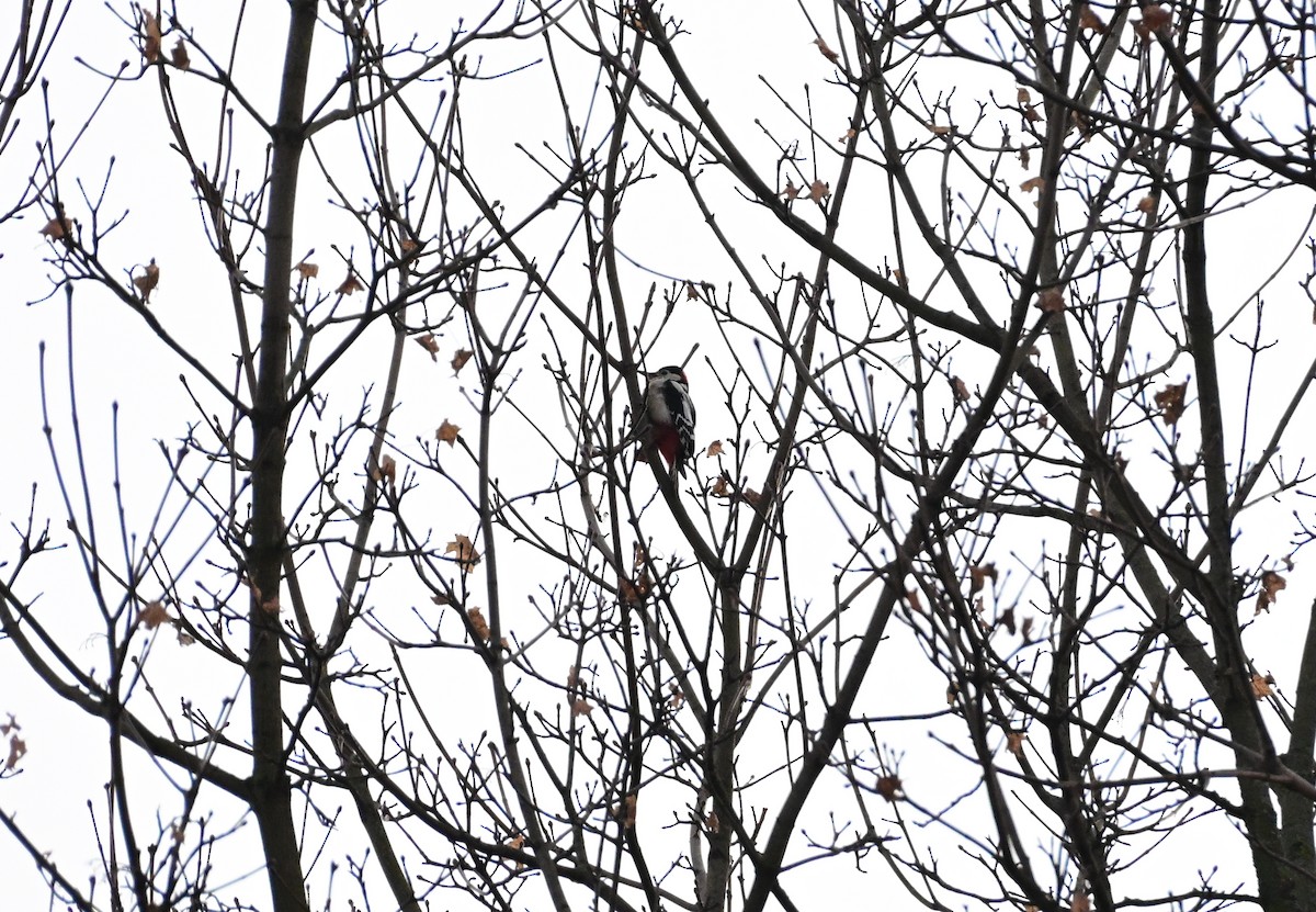 アカゲラ - ML646305418