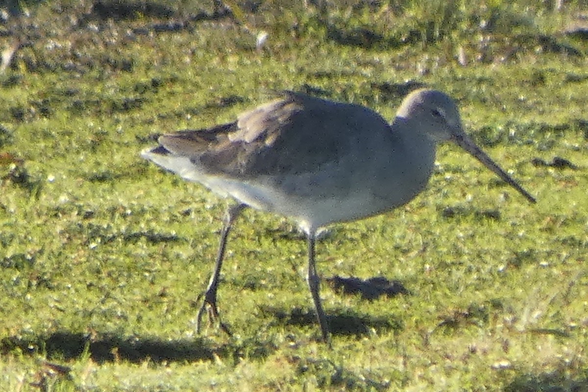 オグロシギ - ML646305419