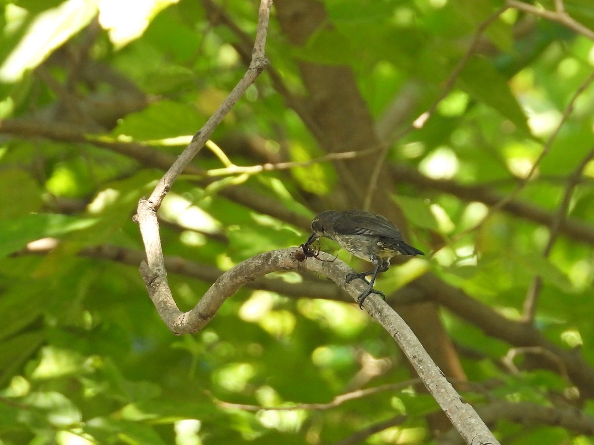 マダガスカルタイヨウチョウ - ML646305420