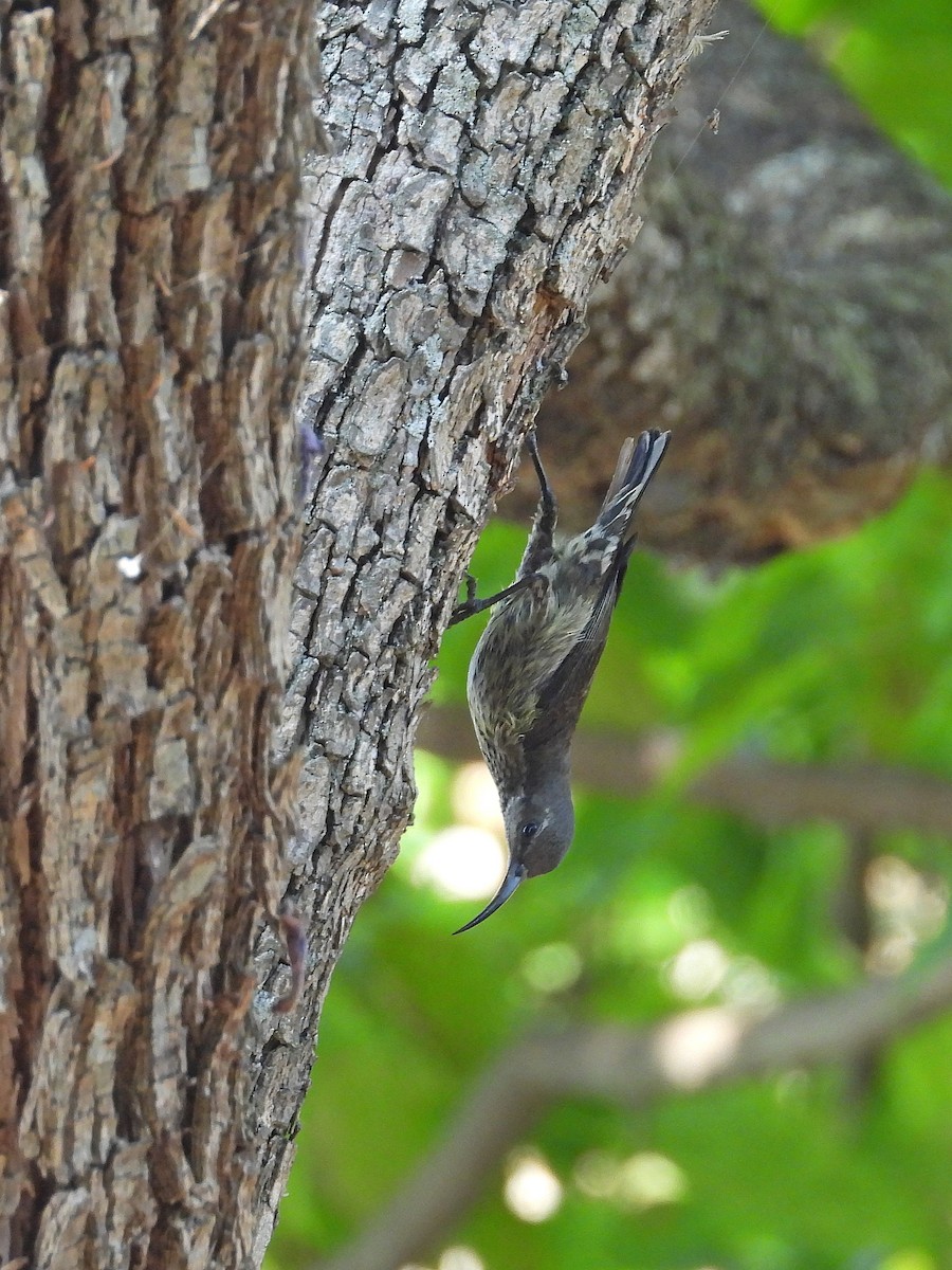 マダガスカルタイヨウチョウ - ML646305421