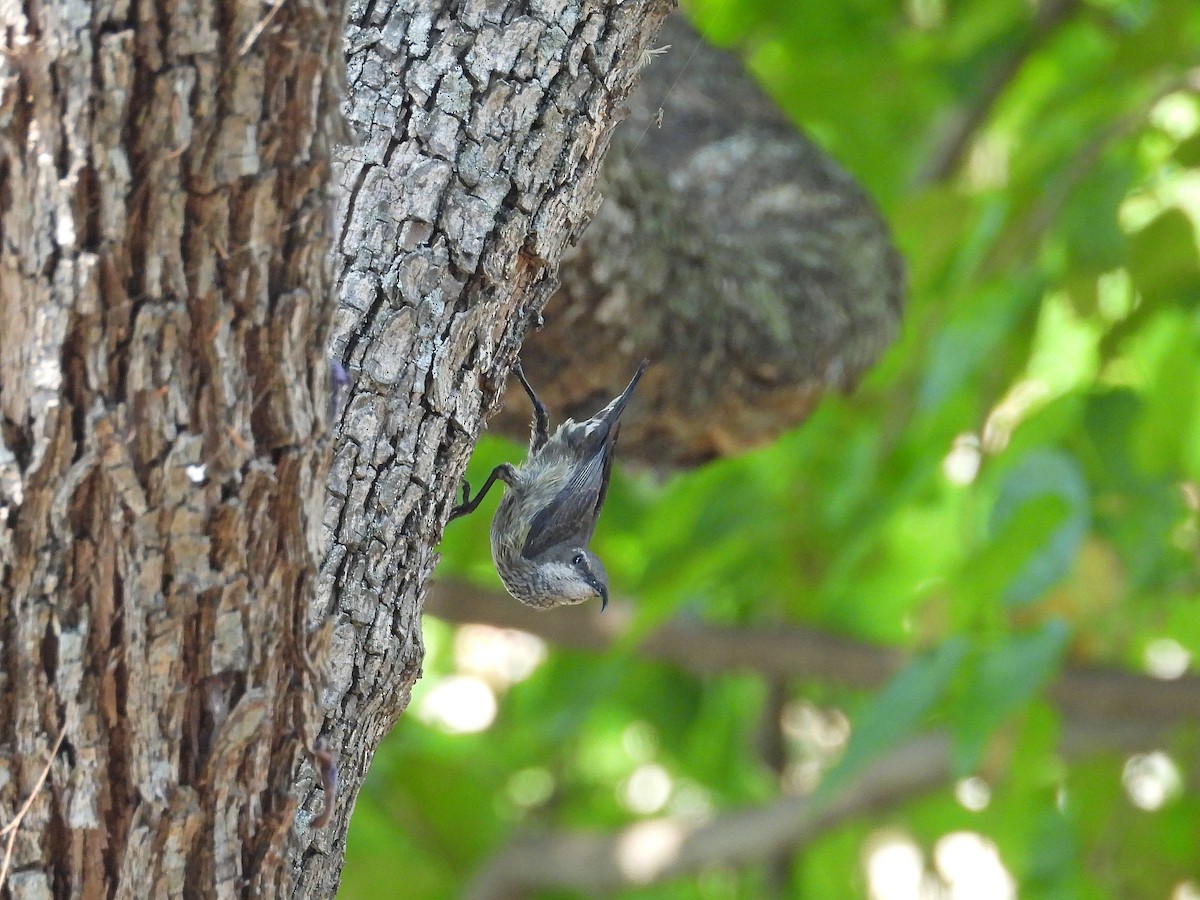 マダガスカルタイヨウチョウ - ML646305422