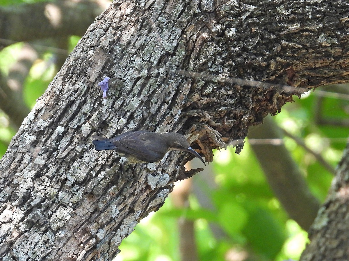 マダガスカルタイヨウチョウ - ML646305423