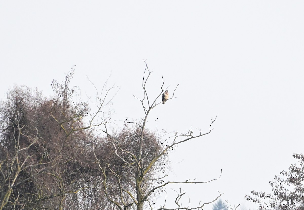 ヨーロッパノスリ - ML646305425