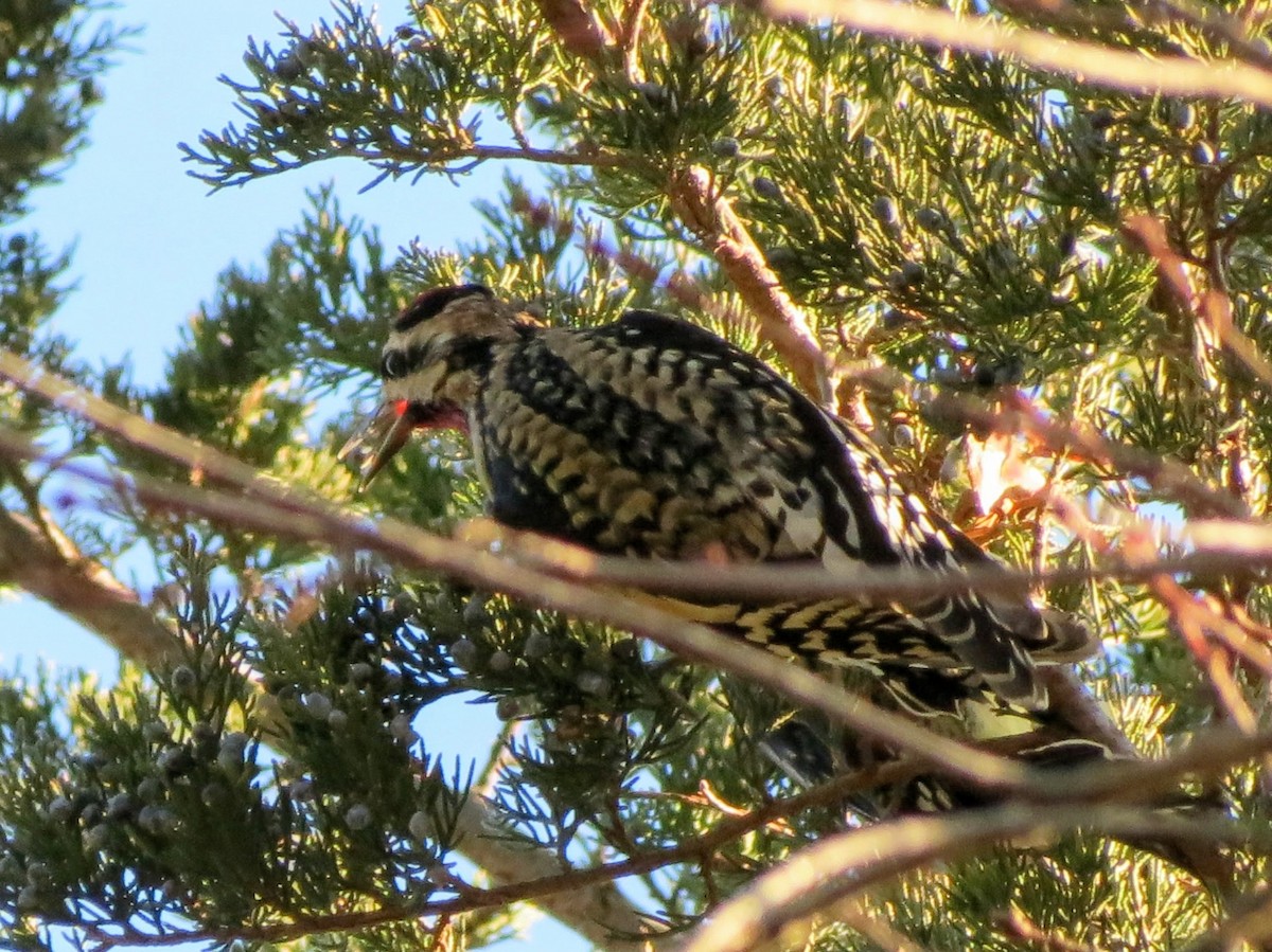 シルスイキツツキ - ML646305426