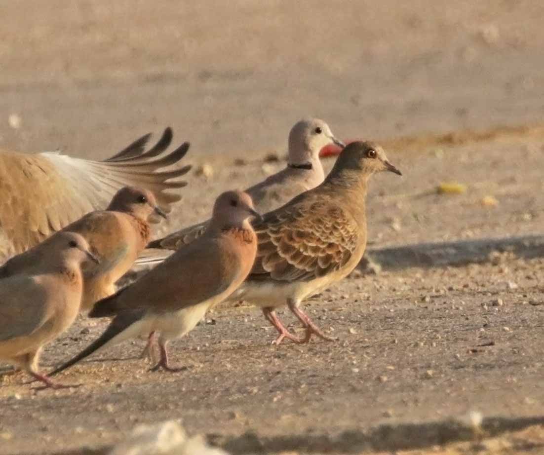 キジバト - ML646305427