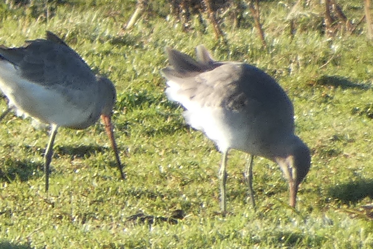 オグロシギ - ML646305428