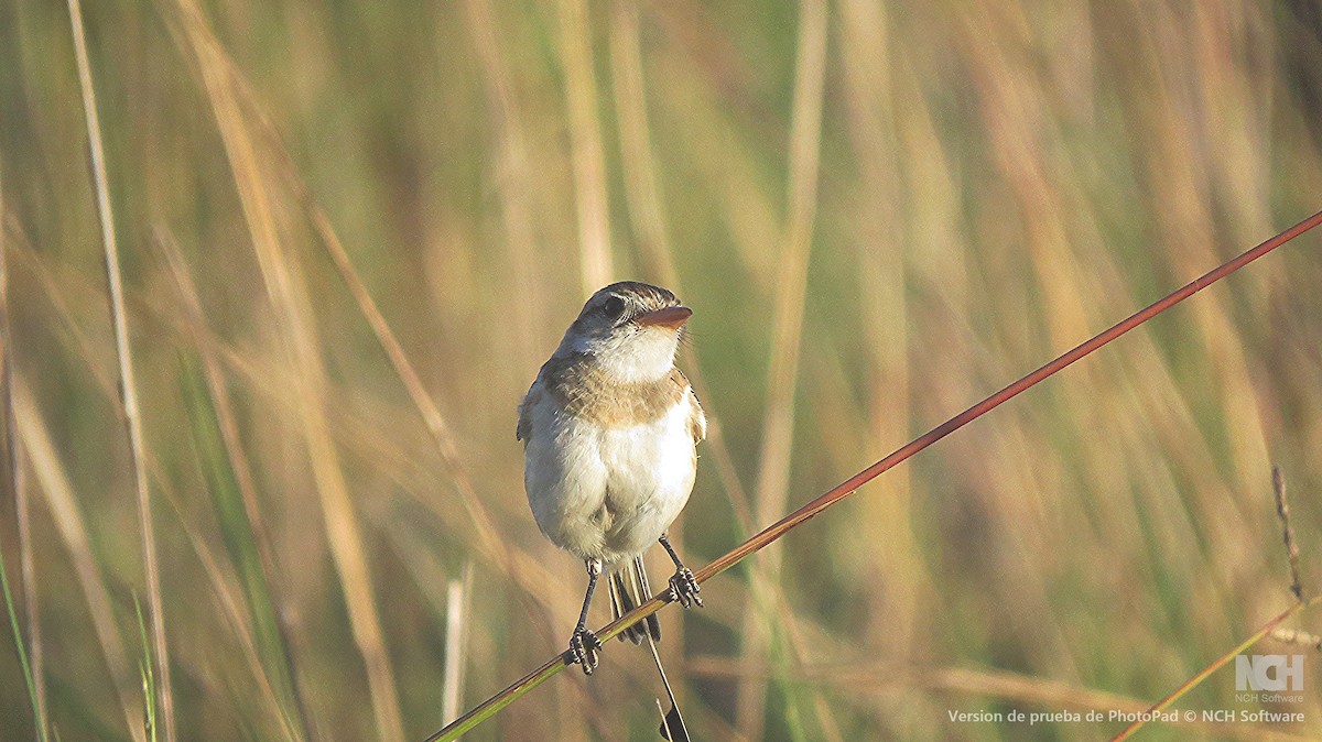 オナガオンドリタイランチョウ - ML646305429