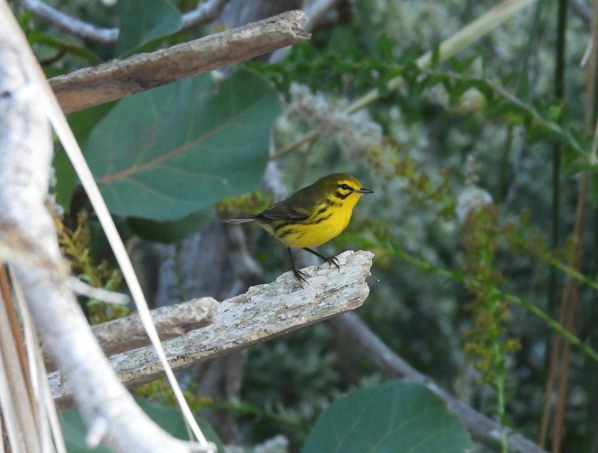 チャスジアメリカムシクイ - ML646305430