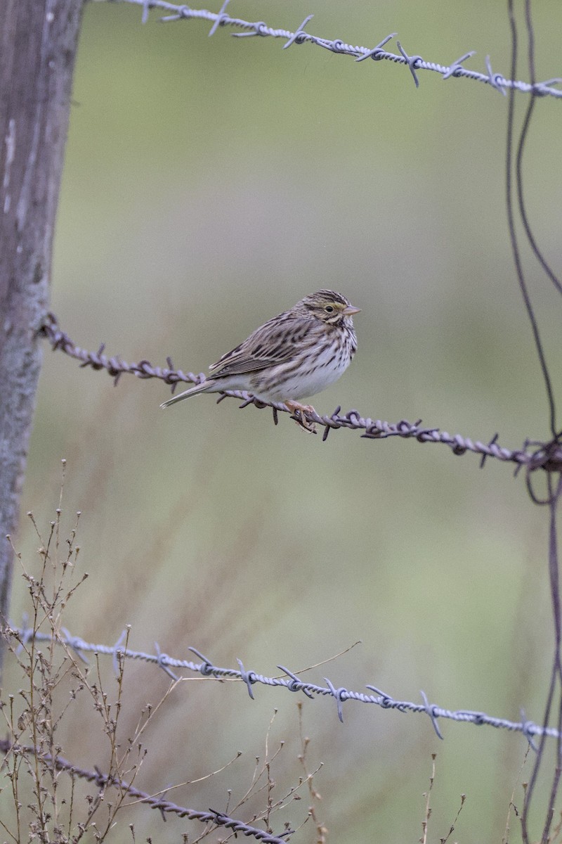 サバンナシトド - ML646305431