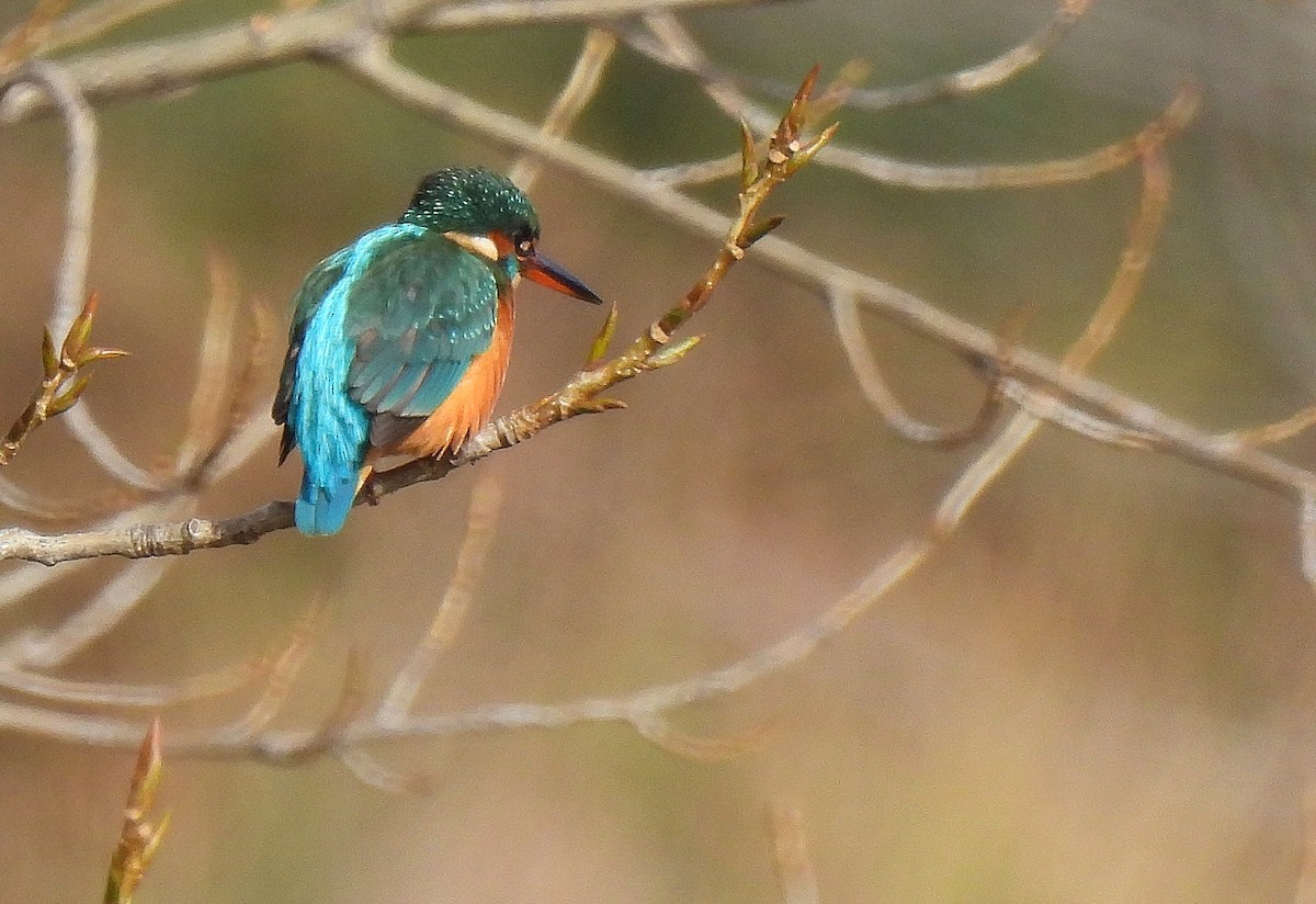 カワセミ - ML646305433