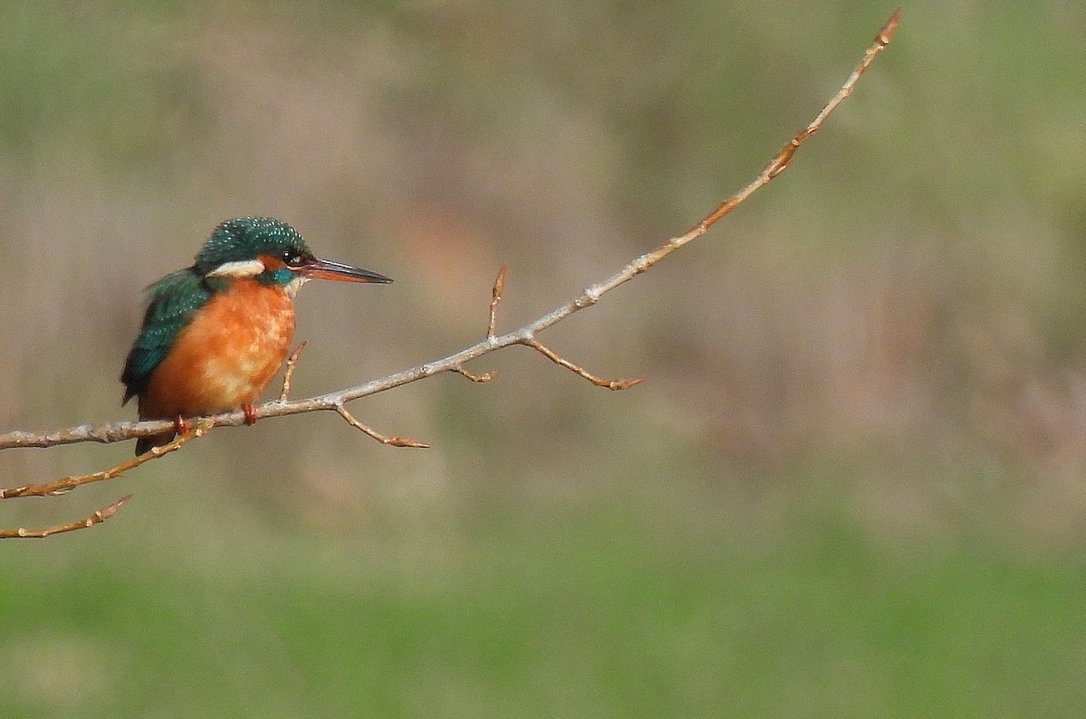 カワセミ - ML646305434