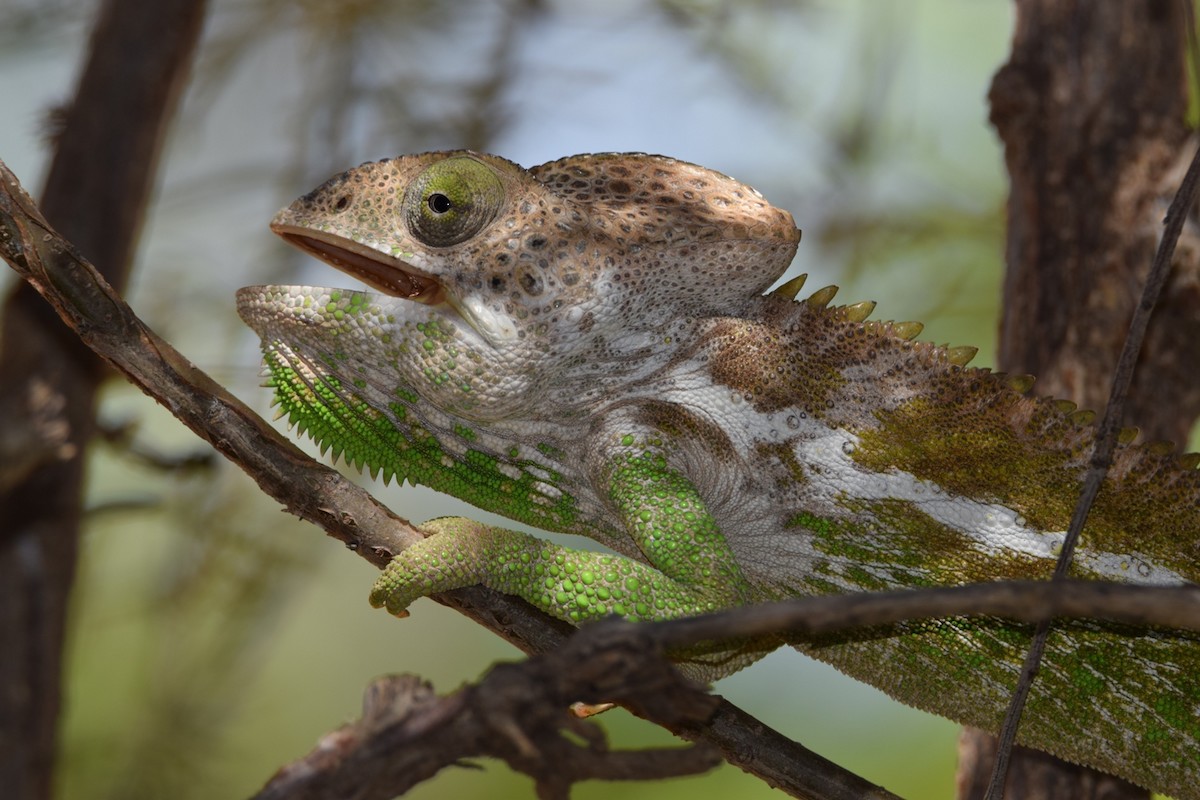 爬虫綱 - ML646305435