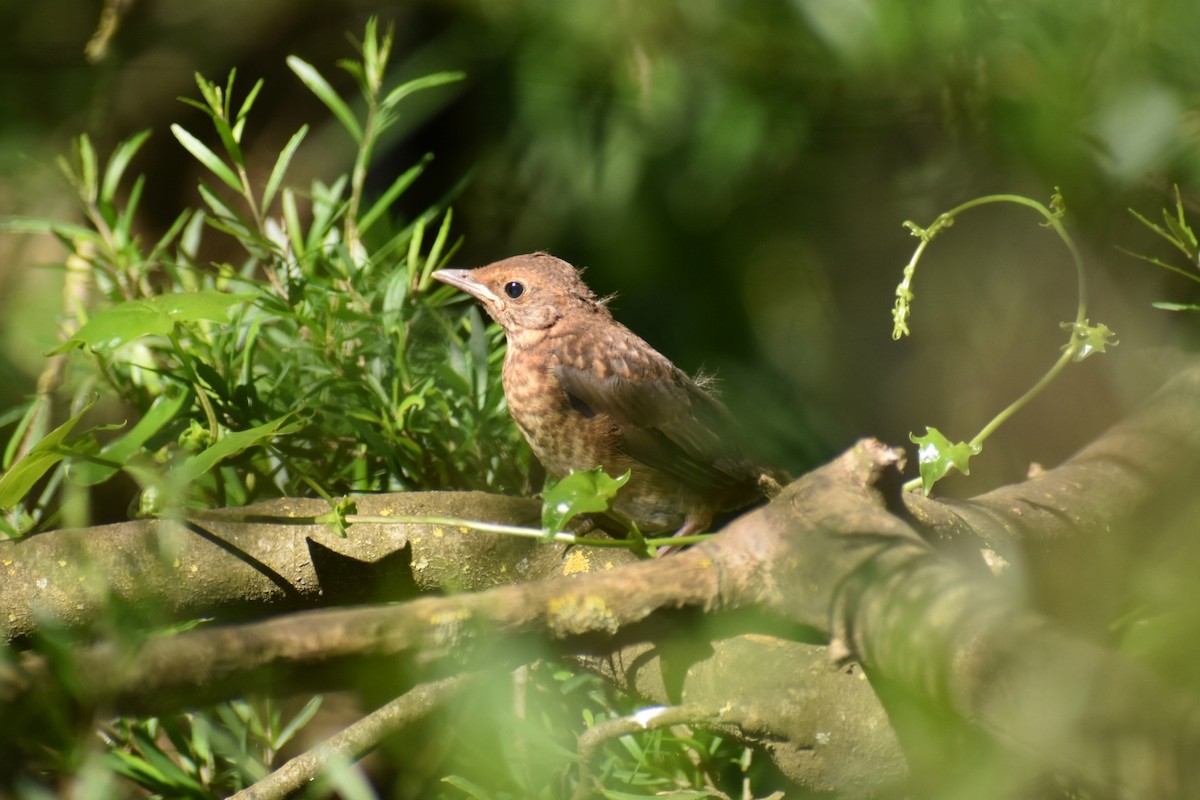 ニシクロウタドリ - ML646305436