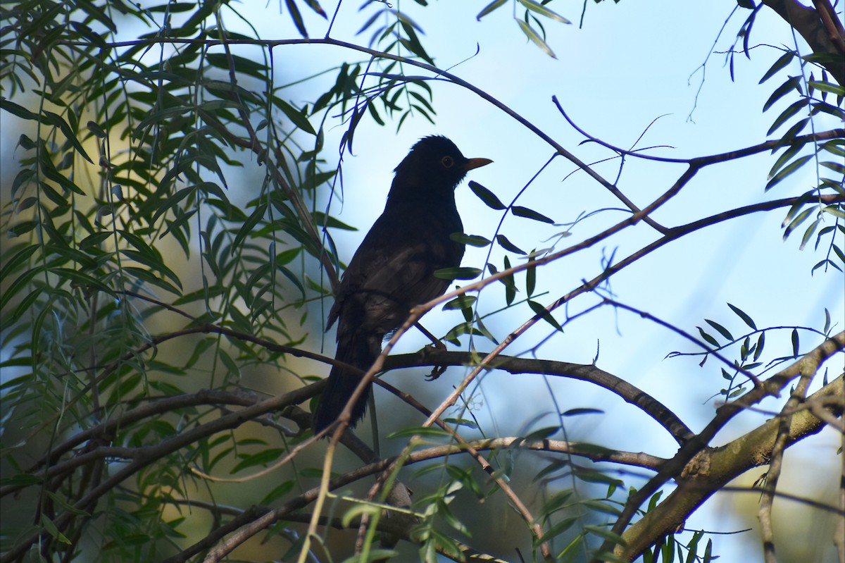 ニシクロウタドリ - ML646305438