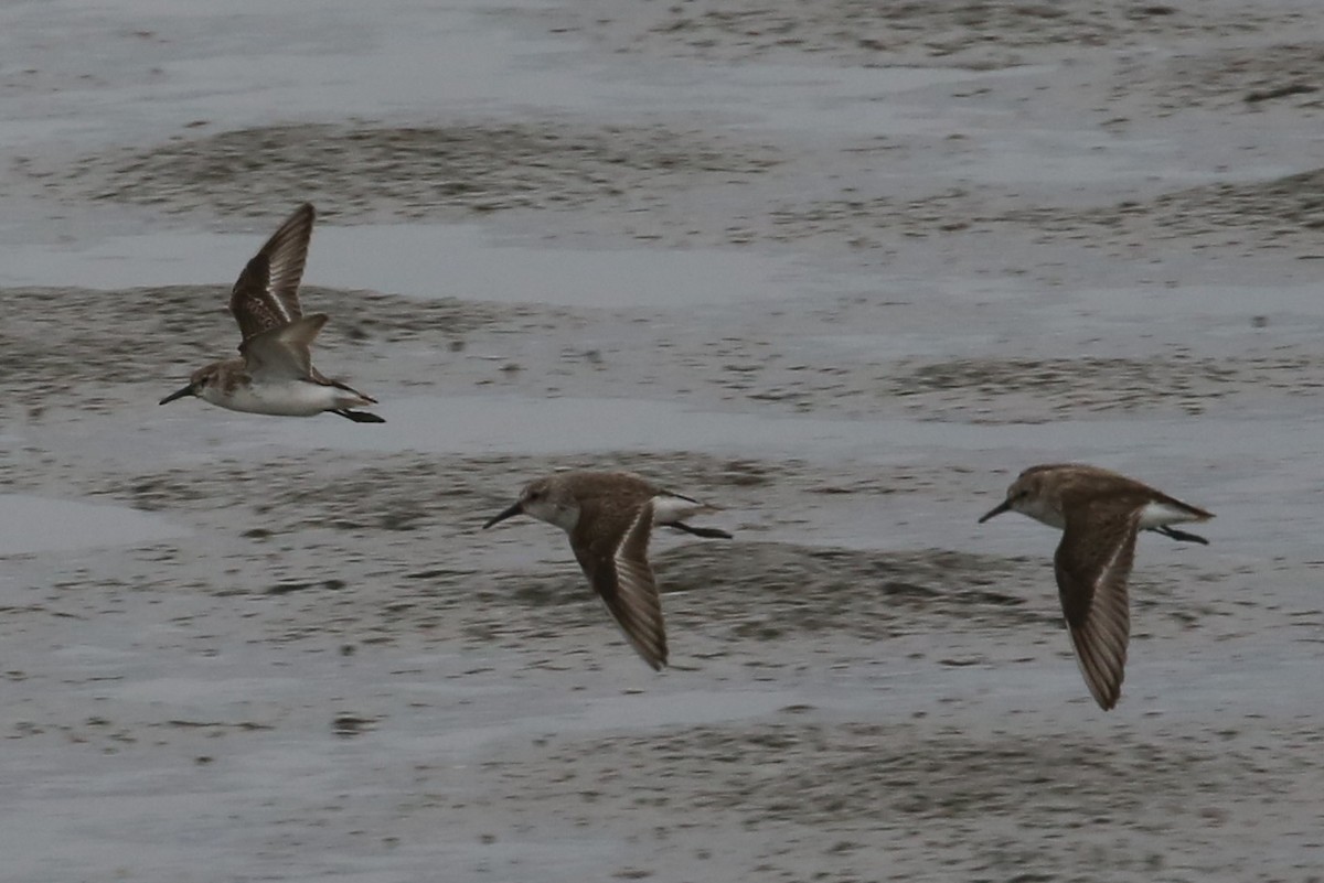 アメリカヒバリシギ - ML646305439