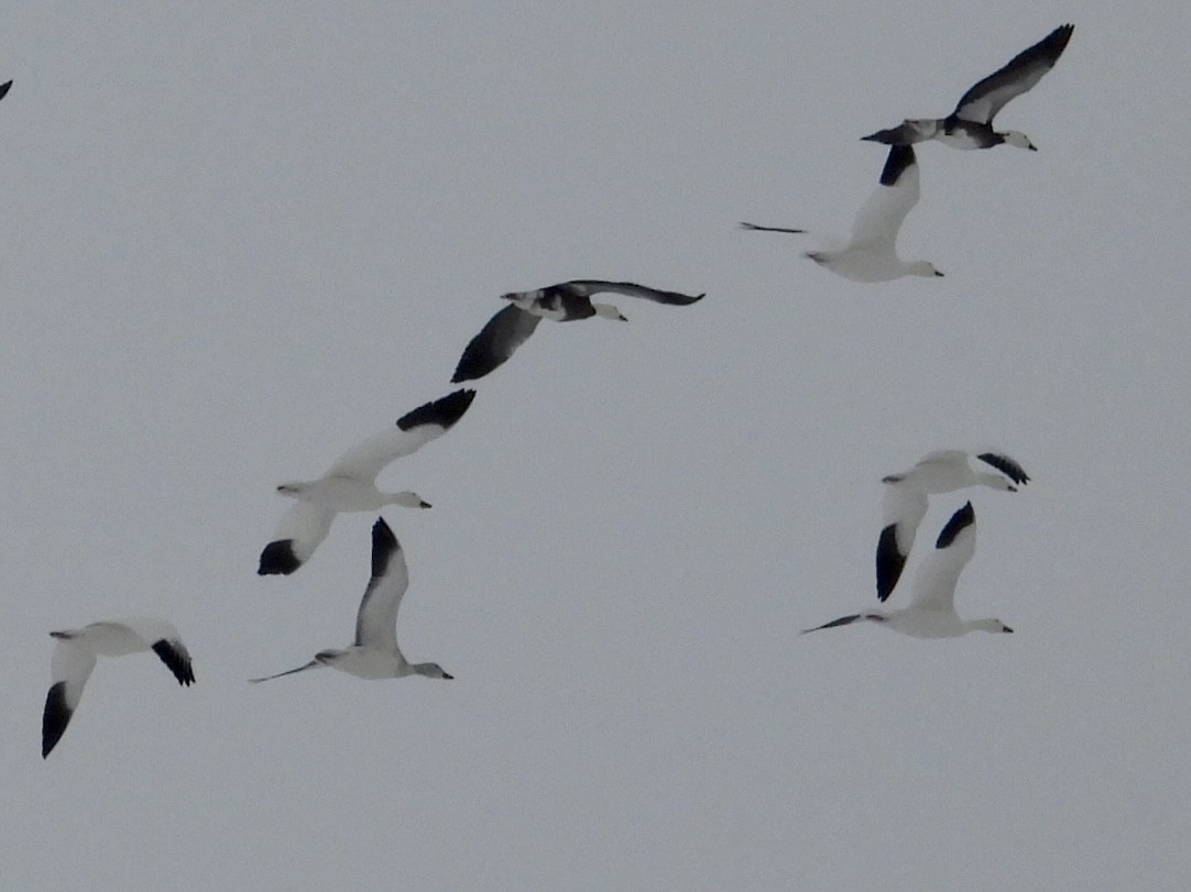 Snow Goose - ML646305441