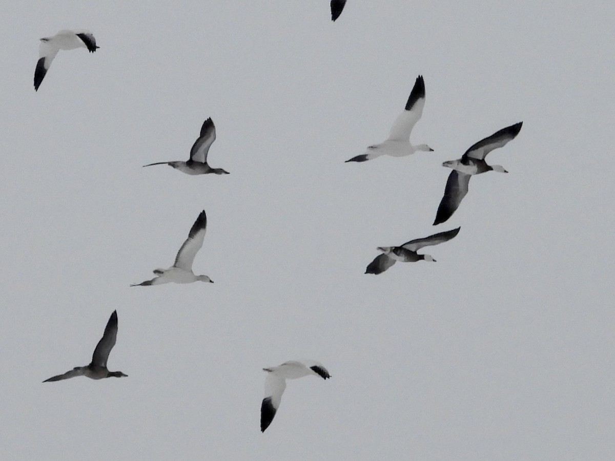 Snow Goose - ML646305442