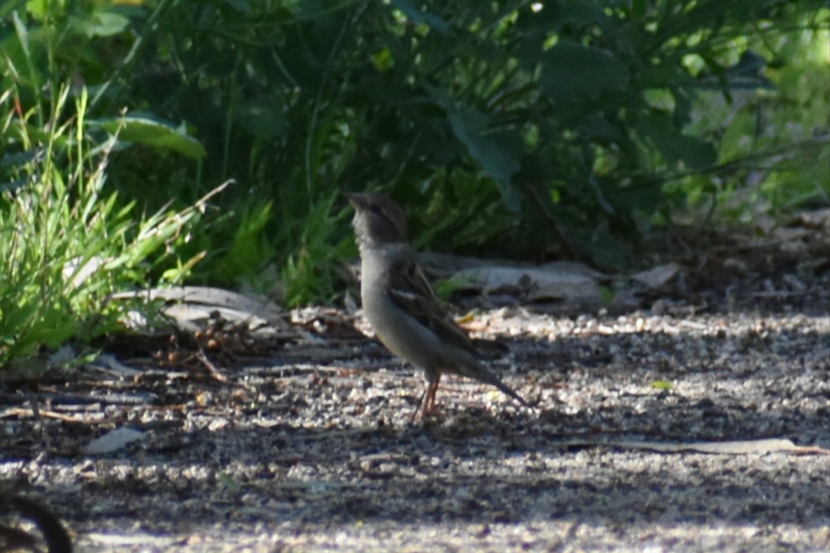 Gorrión Común - ML646305445