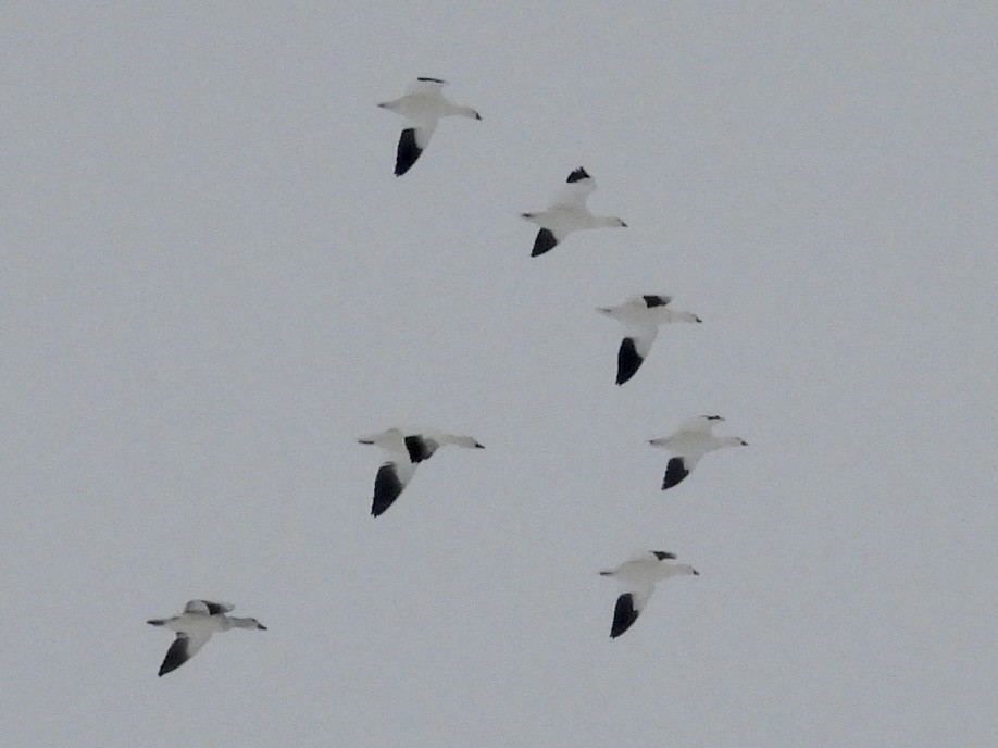 Ross's Goose - ML646305447