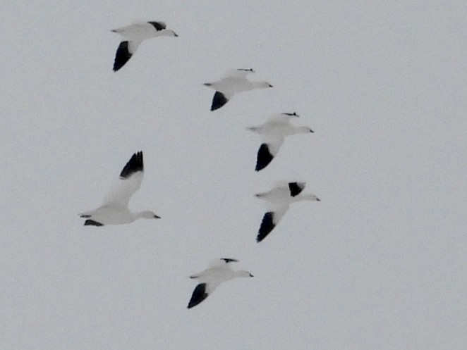 Ross's Goose - ML646305448