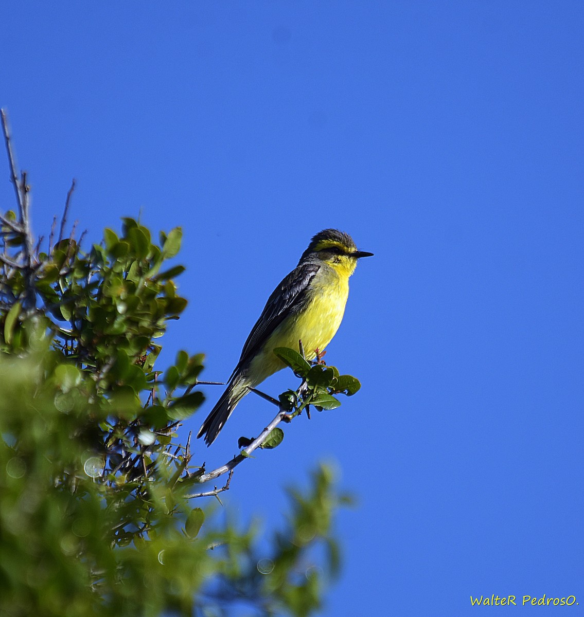 Yellow-browed Tyrant - ML646305450