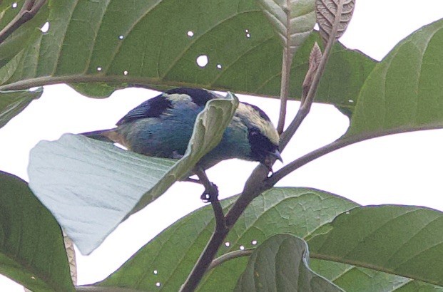 Metallic-green Tanager - ML646305452
